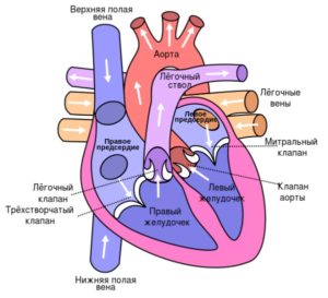 Анатомия и физиология сердца человека
